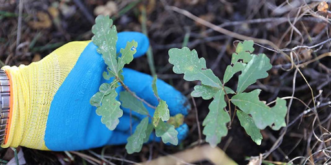 21 yıldır cebinde taşıyor, her yere ekiyor! Çorak araziler sayesinde ağaçlandı: Doğal tohumla canlandırıyor 6